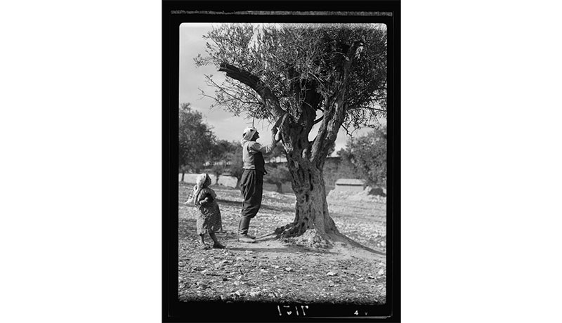 Trimming olive trees in Palestine
